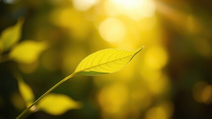 Single leaf illuminated by warm sunlight against a blurred background of golden foliage