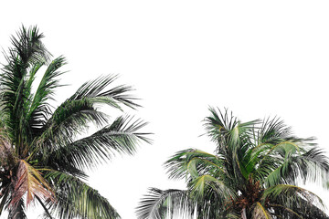 Fototapeta premium Cut out of palm tree isolated on white