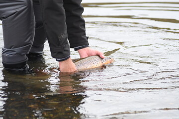 pesca, fly cast, pesca con mosca, Patagonia, Trucha
