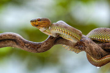 The Mangrove Pit Viper (Red spot)