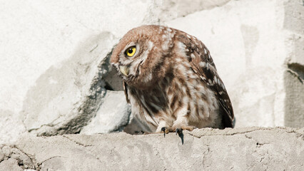 great horned owl