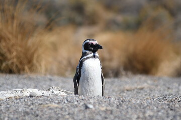 Ping&uuml;inos en Punta Tombo, Provincia de Chubut, Argentina