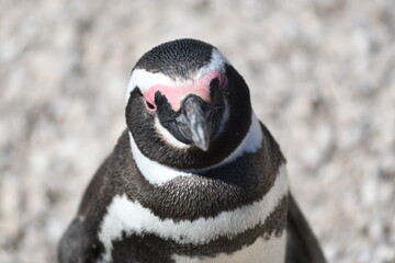 Ping&uuml;inos en Punta Tombo, Provincia de Chubut, Argentina