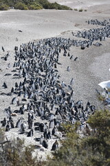 Ping&uuml;inos en Punta Tombo, Provincia de Chubut, Argentina