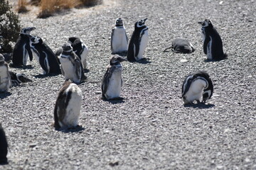 Ping&uuml;inos en Punta Tombo, Provincia de Chubut, Argentina