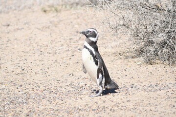 Naklejka premium Pingüinos en Punta Tombo, Provincia de Chubut, Argentina