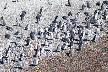 Ping&uuml;inos en Punta Tombo, Provincia de Chubut, Argentina