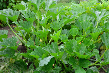 a close up of a zucchini plant with a few leaves that are growing in a garden