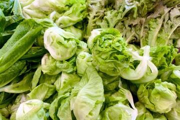 Close-up of fresh green organic lettuce leaves, including romaine and butterhead lettuce, displayed together. Freshly harvested.