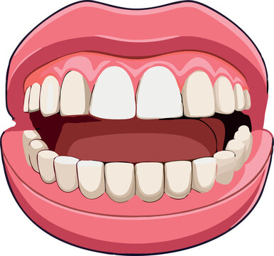 Open mouth showing healthy teeth and gums illustration