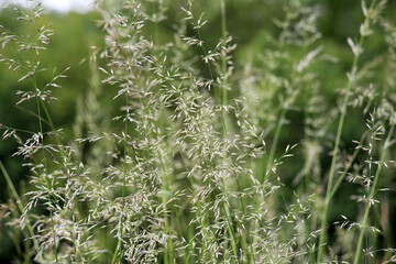 Poa grows in the meadow among wild grasses.