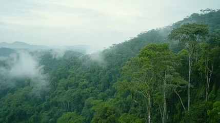 Lush Green Forest Landscape with Misty Mountains and Dense Foliage