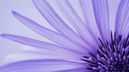 close up of a purple flower