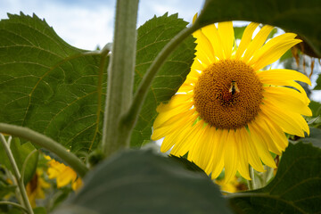 Bright sunflower blooming under a clear sky with  A vibrant sunflower stands tall amidst lush green foliage, attracting buzzing bees during a warm afternoon, capturing nature's beauty and tranquility.