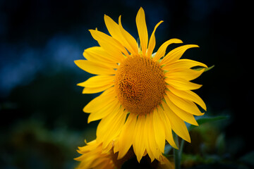 Bright sunflower glowing against a dark backdrop at dusk A vibrant sunflower stands tall, its golden petals radiating warmth amidst a moody, darkening background, capturing the beauty of nature 