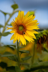 Sunflower blooms under a bright sky with buzzing bees Vibrant yellow sunflower stands tall against a blue sky, attracting buzzing bees in a lively garden. Nature showcases its beauty in full bloom.