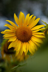 Colorful sunflower blooming in a serene garden setting A vibrant yellow sunflower stands tall in a lush garden, basking in the sunlight. Its petals gleam as they reach towards the blue sky, radiating 