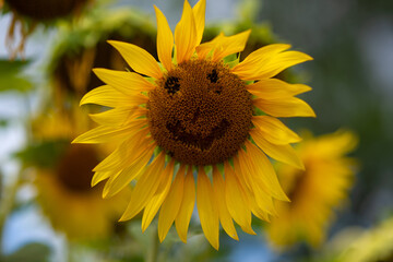 Sunflower with a cheerful smile brings joy in a blooming garden A bright sunflower with a painted smile stands out among other blossoms, radiating happiness in a lush green garden during a sunny day.