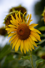 Bright sunflower stands tall against a blurred garden backdrop A vibrant yellow sunflower shines in a lush garden, capturing sunlight and showcasing its intricate pattern, surrounded by green leaves
