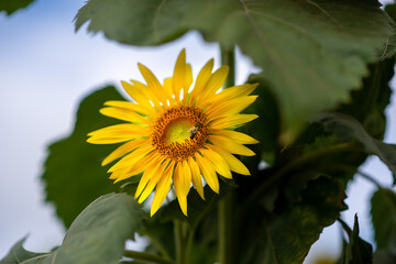 Bright sunflower basking in sunlight against a clear sky A vibrant yellow sunflower stands tall among lush green leaves, soaking in the warm sunlight on clear day, showcasing nature's beauty vitality