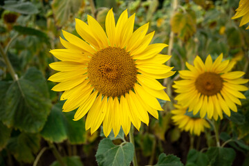 Vibrant sunflowers basking in the sun during summer bloom Bright yellow sunflowers stand tall in lush field, soaking up warm summer sunlight, creating a cheerful and lively atmosphere for all to enjoy