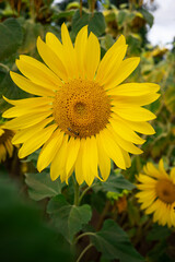 Vibrant sunflower blooms brightening the countryside Radiant yellow sunflowers stand tall under a clear sky, creating a picturesque display of nature's beauty in the tranquil countryside during summer