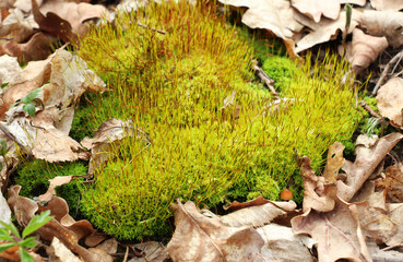 Moss (Bryophyta) grows in nature