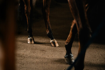 Caring for a horse's hooves, horse care