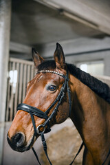 Obraz premium Horse's head with close standing in the background