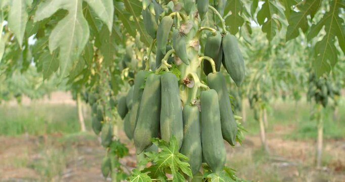 The papaya tree is full of fruit.Green long papaya.Thai farmers grow papaya to export and sell to the market.