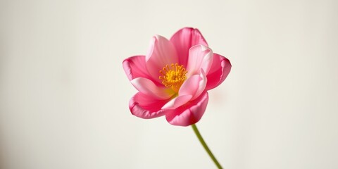 Fototapeta premium A single, delicate pink flower with a vibrant yellow center, elegantly presented against a soft, neutral backdrop