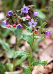 Lungwort (Pulmonaria) blooms in the wild spring forest