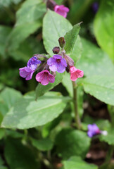 Lungwort (Pulmonaria) blooms in the wild spring forest