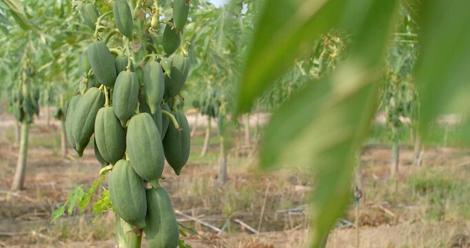 The papaya tree is full of fruit.Green round papaya.Thai farmers grow papaya to export and sell to the market.