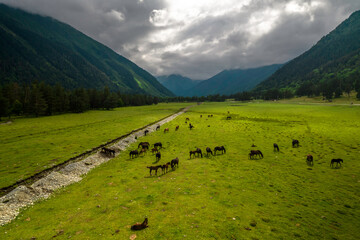Beautiful aerial view of a pasture with cows in a mountain valley. Landscape and nature of the North Caucasus