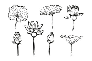 Obraz premium Lotus flowers and leaves sketch outline illustration set. Line art floral botany drawing in engraving style. Hand drawn vector clipart collection isolated on a white background