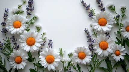 Fototapeta premium A serene arrangement of daisies and lavender on a white background.
