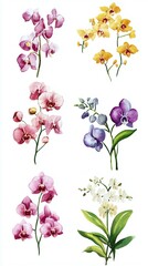 A watercolor botanical set featuring orchids soft leaves and slender branch patterns.