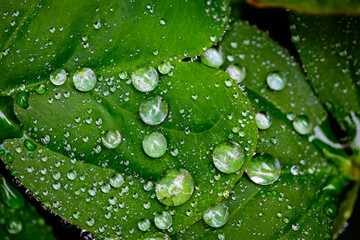 water drops on green leaf