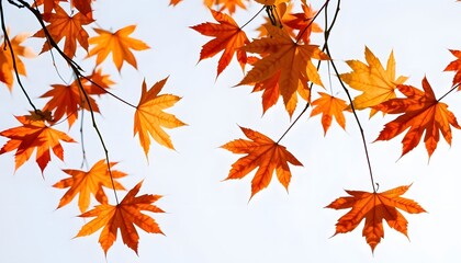 Autumn maple leaves blowing in the air. Movement and natural flow isolated against a transparent background