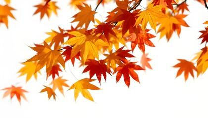 Autumn maple leaves blowing in the air. Movement and natural flow isolated against a transparent background