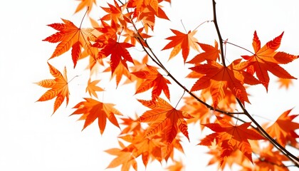 Autumn maple leaves blowing in the air. Movement and natural flow isolated against a transparent background
