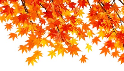 Autumn maple leaves blowing in the air. Movement and natural flow isolated against a transparent background