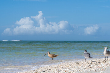 Seagulls and a sandpiper on a serene beach with a clear blue sky and gentle waves.
