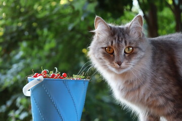 A cat and a bucket of berries. Portrait of a cat with a bucket of currants. Basket and a cat
