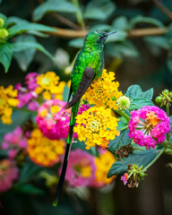 Long-tailed hummingbird
