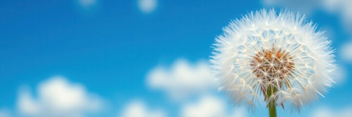 Beautiful Close-Up of a Dandelion Seed Head Against a Bright Blue Sky with Soft White Clouds in a Refreshing Natural Spring Atmosphere