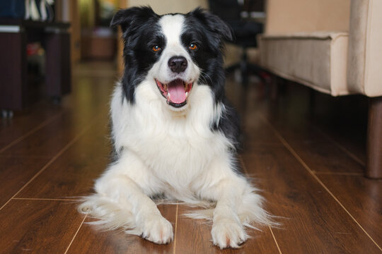Funny portrait cute puppy dog border collie indoor. Pet dog resting at home. Puppy dog indoors in domestic room. Funny emotional dog having playful mood. Love for pets friendship companion pet care