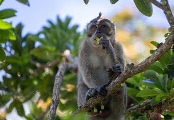 The Life of Macaques: Moments Among Trees and Light, Capturing the Natural Harmony of Mauritius Island