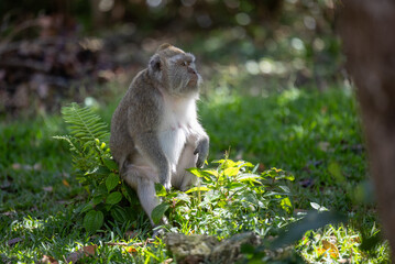The Life of Macaques: Moments Among Trees and Light, Capturing the Natural Harmony of Mauritius Island